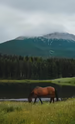a horse standing in the grass near a river