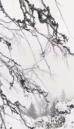 a group of birds perched on a branch with snow