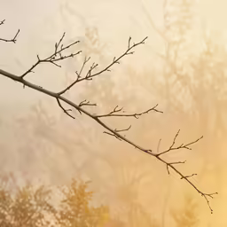 a tree branch in the foreground with yellow sky in the background