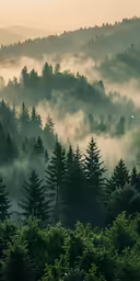 a photo of a misty mountain top and trees