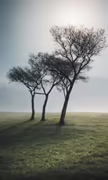 a grassy field next to two trees with no leaves