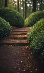 the narrow path through the lush green bushes