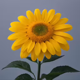 a yellow sunflower in a pot next to the side of a gray wall