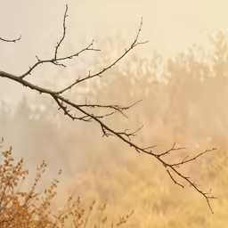 a bird sitting on a branch near a leafless tree