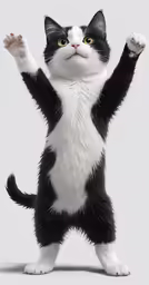 there is a black and white cat that is standing on one foot