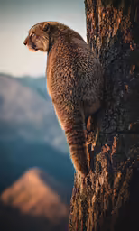 a tabby cat sitting in the trunk of a tree
