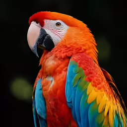 a colorful bird with a black background