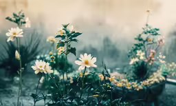 a field full of flowers that have been blooming