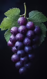 bunch of grapes with leaves and water drops
