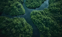 an overhead view of trees and water in the middle of the jungle