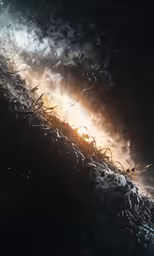an abstract view of some plants and the sun through dark smoke
