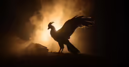 silhouetted chicken on top of ground near smoke