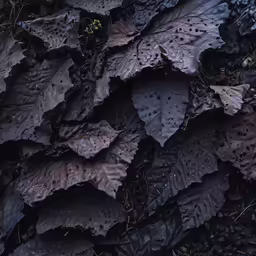 fallen leaves on the ground at night time
