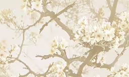 an apple tree with white flowers against a cream background