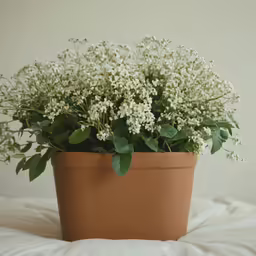 a potted plant with white flowers and green leaves
