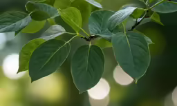 green leafy branches with small drops of rain on them
