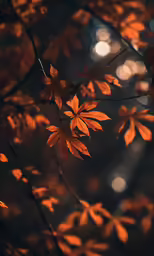 orange leaves are on a branch in a dark forest