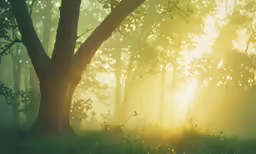 the sun shines through the trees in the woods
