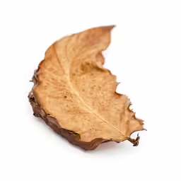 a dried leaf on a white background with the bottom end missing