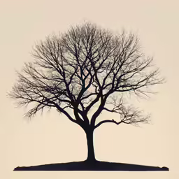 a silhouette of a tree with no leaves