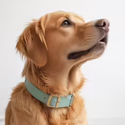 a dog with a tan hair looking up