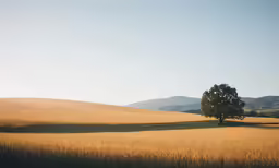the lonely tree stands in the middle of the large wheatfield