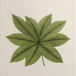 a leaf is shown with large leaves in the center