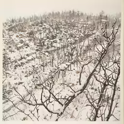 a snowy landscape with many different types of trees