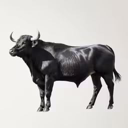 a black bull with horns is in the air