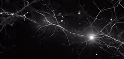 trees are lit up with a light shining down