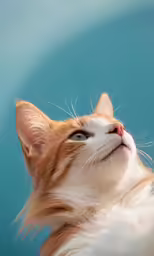a cat laying down looking up to something on the wall