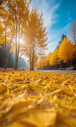 an open field with yellow leaves in the foreground