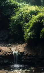 a small waterfall runs over a rock into a shallow pool