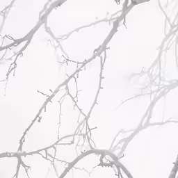 a snowy tree branch with thin branches without leaves