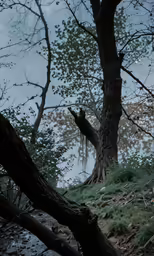 trees, bushes and brush, standing on a hillside