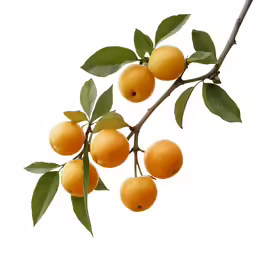 a branch of an orange tree with several ripe oranges
