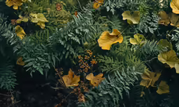a green plant with yellow leaves next to some green plants