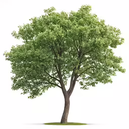 a green tree is shown with leaves and grass on the ground