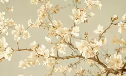 white blossoms on a branch against a pale sky