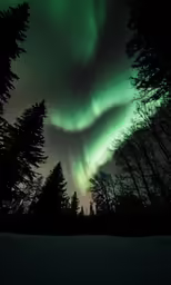 the aurora above the trees and snow