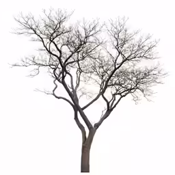a bare tree with no leaves on it
