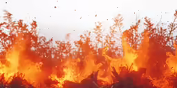 a big bush on fire with many people watching