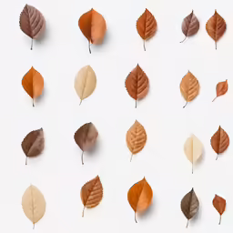 autumn leaves laid out on white background