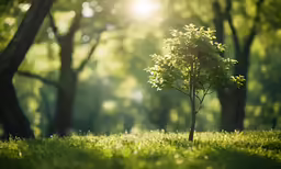 a tree standing alone in a grassy field
