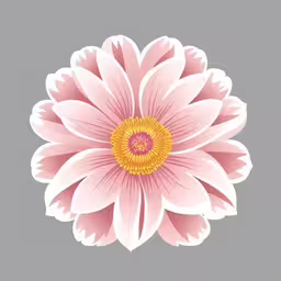 a pink and white flower with large petals on a gray background,the flowers are all arranged on a grey background