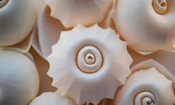 a close up image of several white shells