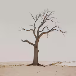 a lone tree standing in the sand dunes
