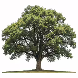 a very big tree in a small field