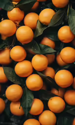 an image of a group of oranges growing
