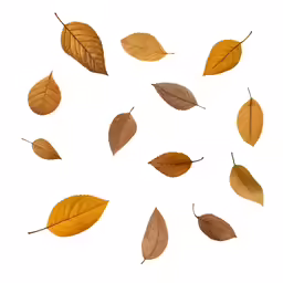 several leaves are arranged on white background